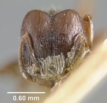 Media type: image;   Entomology 9140 Aspect: head frontal view